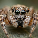 Spider Biology: The Animal Built to Feel a World in Tension